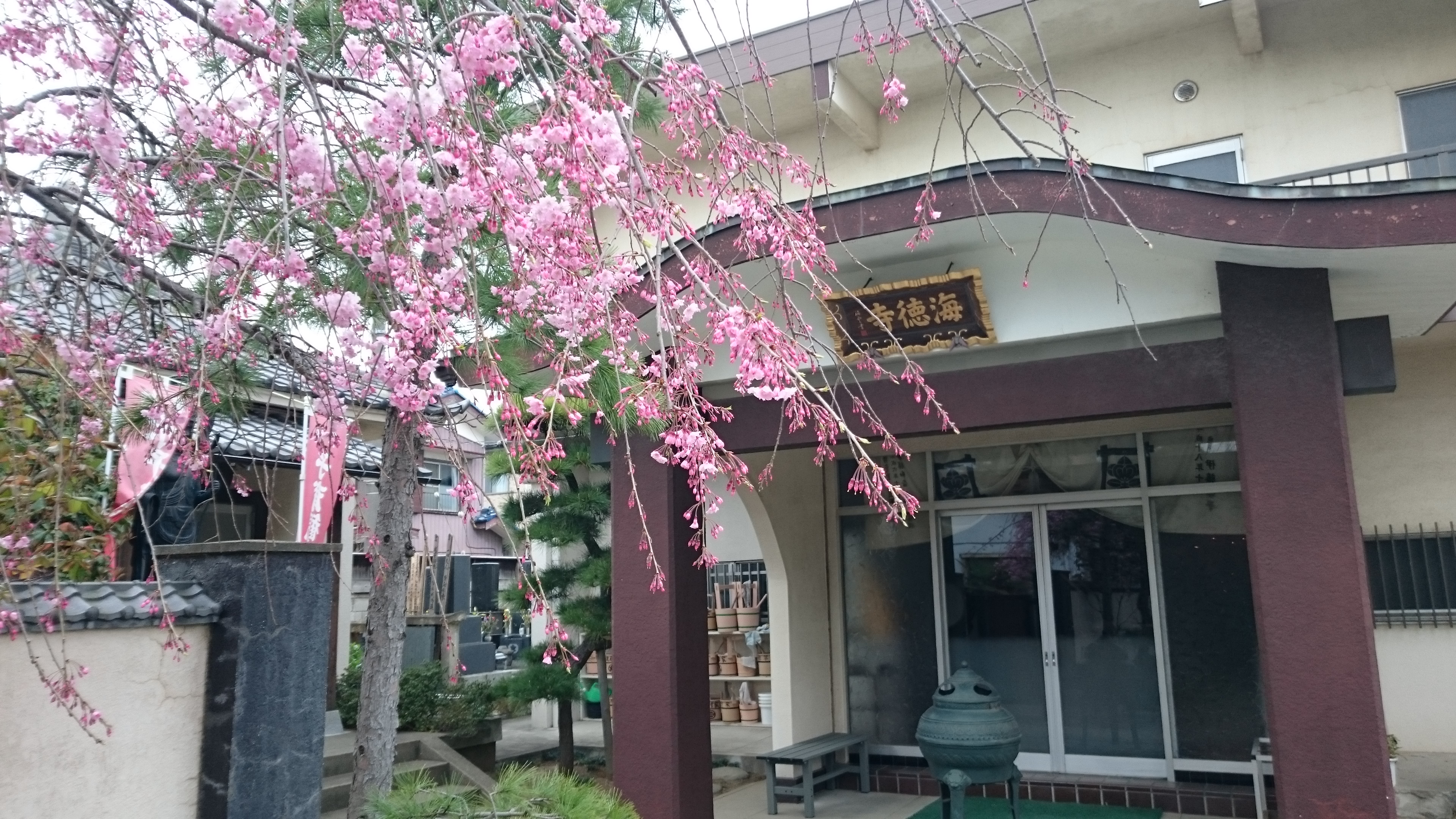 2015-04-01 海徳寺本堂と桜